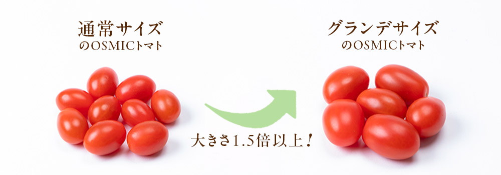 フルーツミニトマト grande 1kg | OSMIC FIRST onlineshop