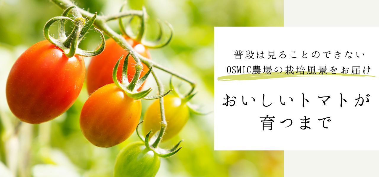 おいしいトマトが育つまで